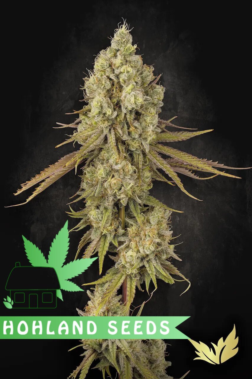 Конопляне насіння від hohlandseeds